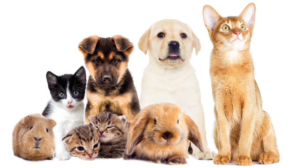pets - What will movers not pack?