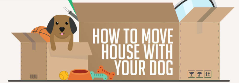 How to Make Moving Stress-Free for Your Dog