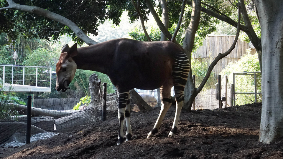picture of Okapi in San Diego ZOO