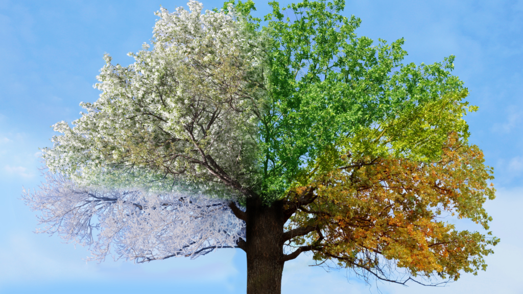 a picture of a tree being in different seasons