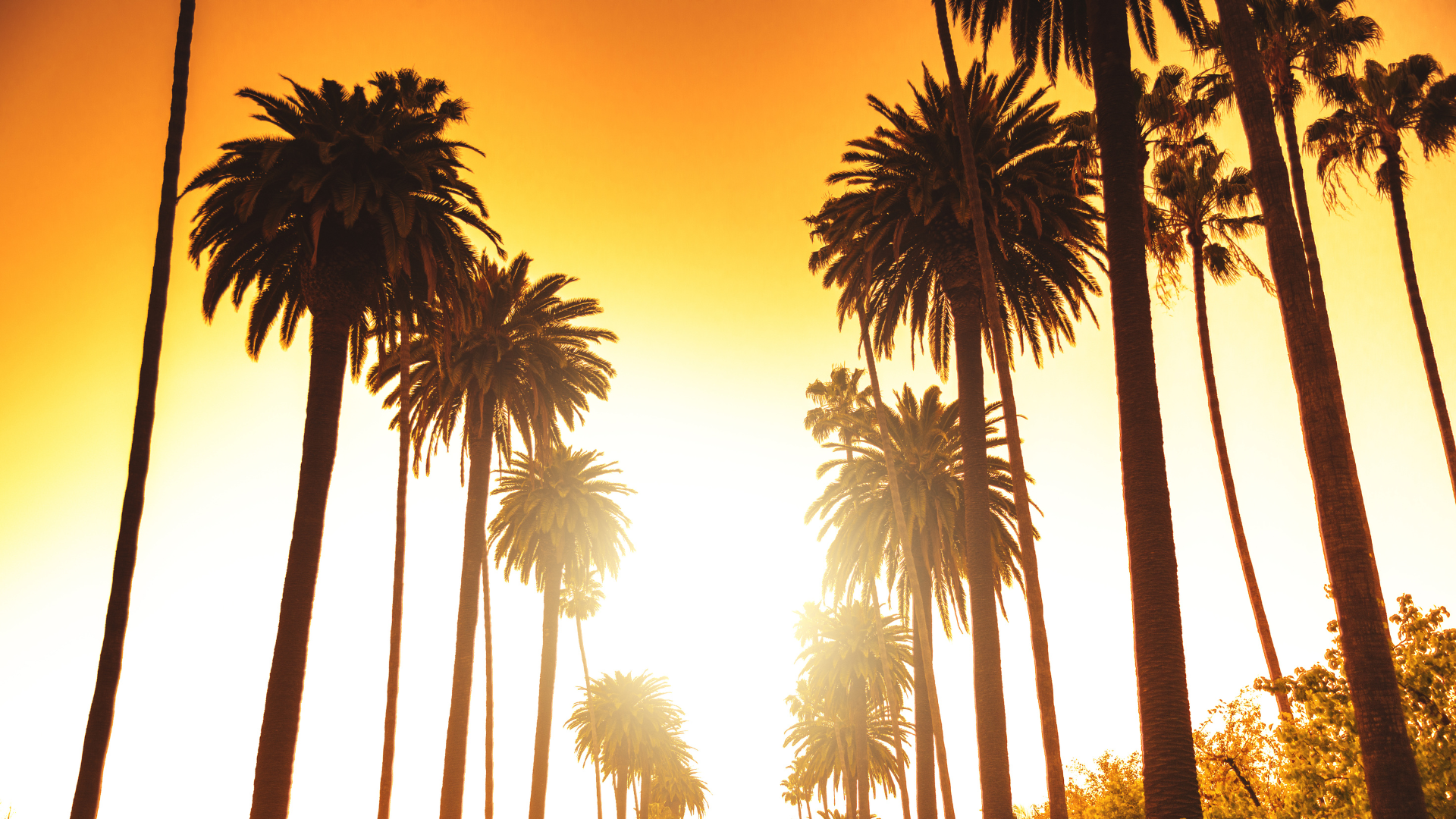 palm trees in beverly hills ca