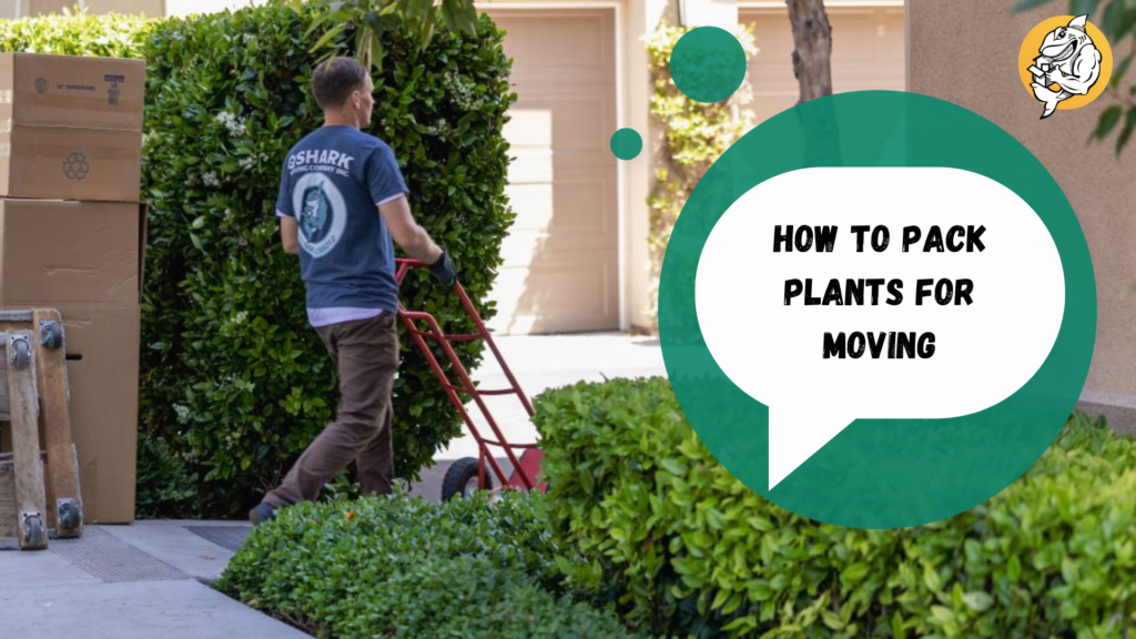 How to Pack Plants For Moving with Qshark Moving Company